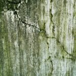 moisture promotes mold growth on wood
